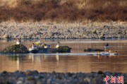 解梦大师歙县完成安徽首个县域生物多样性调查 共记录物种近4千种
