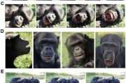 解梦大师国际最新研究：机器人“打哈欠” 黑猩猩被传染